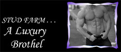 The Stud Farm brothel for women