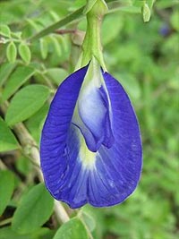 Clitoria