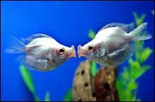 The Memory of Fish... it's a porn film, you know. 