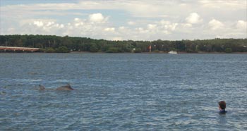 Me swimming with dolphins