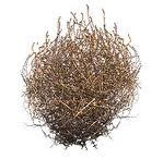 Tumbleweed